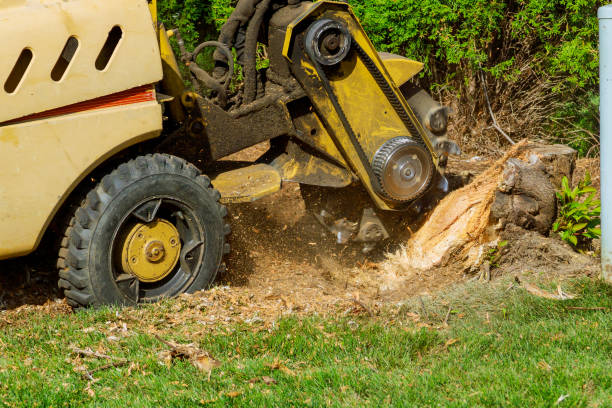 Best Tree Health Inspection  in Selmont West Selmont, AL