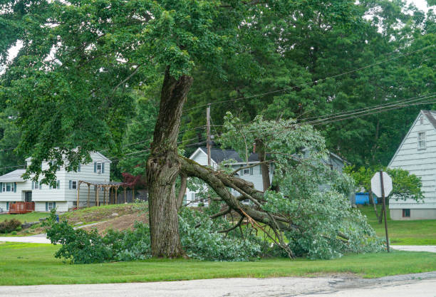 Best Seasonal Cleanup (Spring/Fall)  in Selmont West Selmont, AL